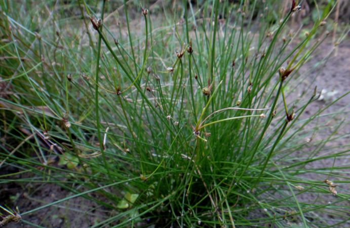 蒲草根的功效與作用