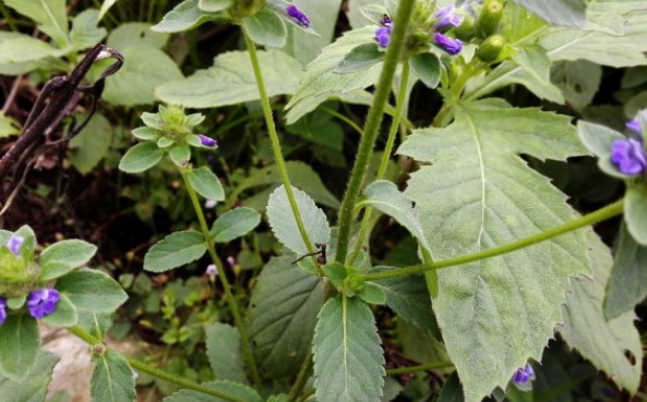 大頭陳的藥用價值