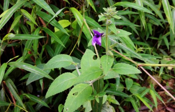 大頭陳的選購方法