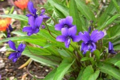 地丁草的藥用功效及其圖片! 地丁草圖片!