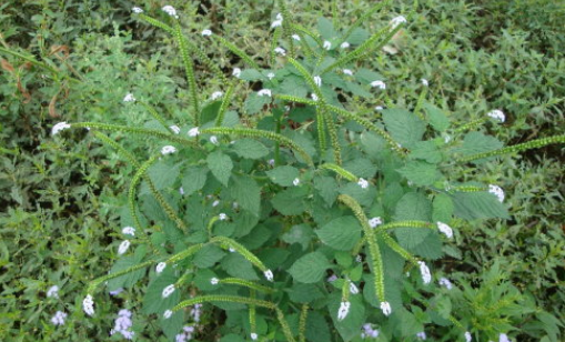 大尾搖的藥用價值