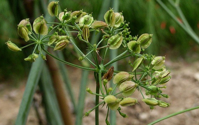 隔山香的藥理作用