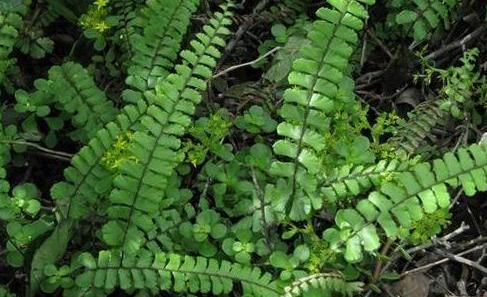 豬鬃草功能主治！