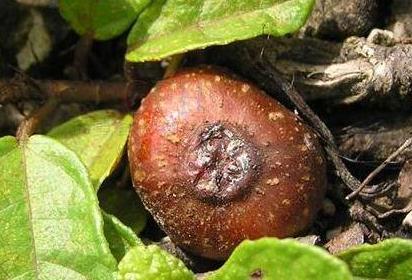 野地瓜原產(chǎn)量！