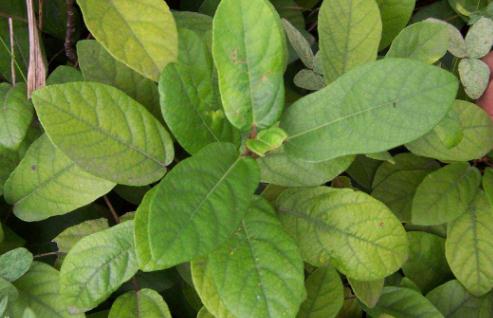 野地瓜的主要價(jià)值！