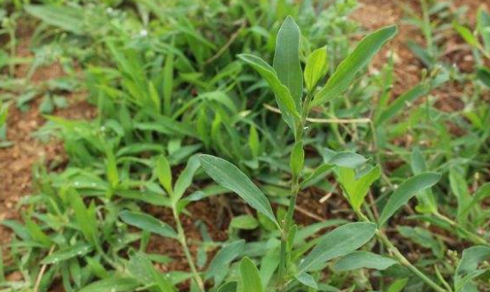 竹節(jié)草的功效與作用