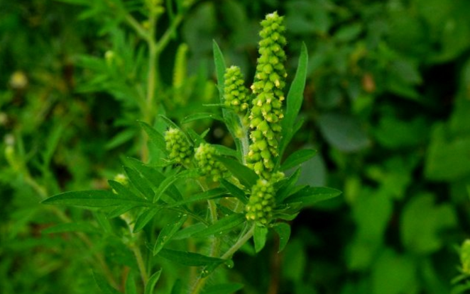 豚草的危害 豚草的危害