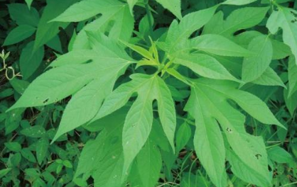 豚草的圖片 豚草的圖片