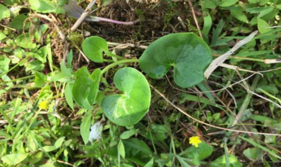 肺心草的用法用量有哪些?中醫(yī)教你辨別肺心草 肺心草