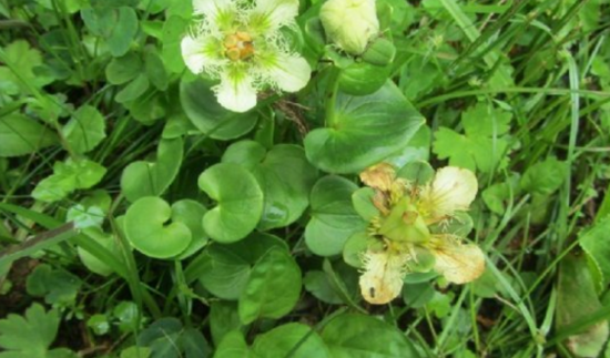 肺心草的用法用量有哪些?中醫(yī)教你辨別肺心草 肺心草