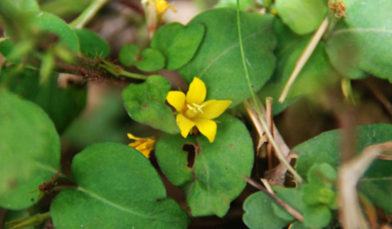 中藥大過路黃可以治什么病?大過路黃的形態(tài)特征 大過路黃