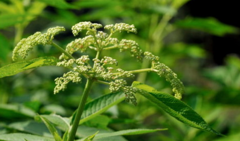 血滿草的應(yīng)用