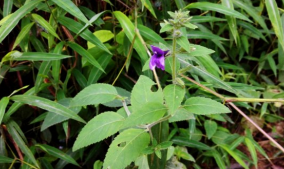 中藥大頭陳的藥用價(jià)值及其大頭陳的圖片! 大頭陳