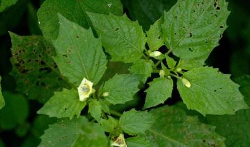 女萎的價(jià)值！