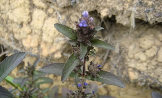 大頭陳的植物形態(tài)