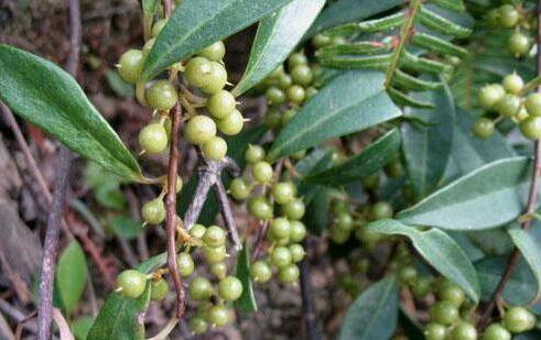 專家解答小兒頭癬的兩大原因?用酸藤木祛除小兒頭癬的方法! 小兒頭癬的原因?