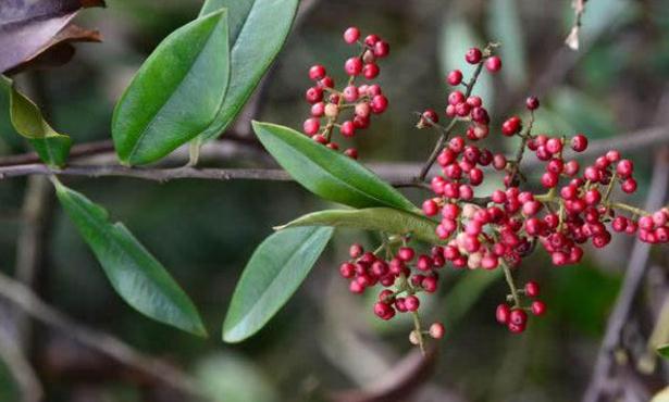 中藥酸藤木治療小兒頭癬的方法！