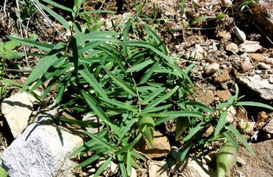 地梢瓜生長習(xí)性！