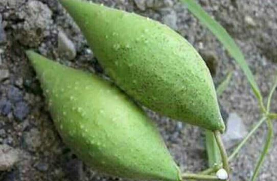 地梢瓜生長習(xí)性！