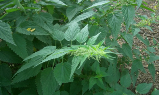 中藥餓螞蝗的用藥禁忌有哪些呢? 餓螞蝗