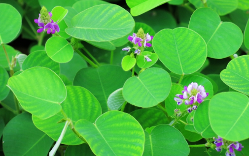 廣東金錢草的應(yīng)用 廣東金錢草的應(yīng)用