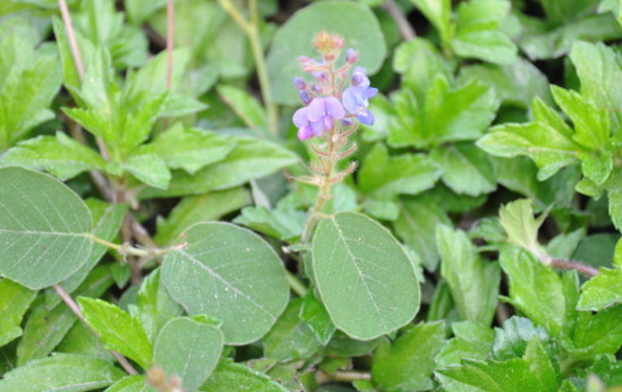 廣東金錢草的形態(tài)特征