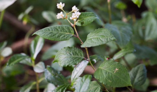 中藥赤脛散你了解嗎?赤脛散的圖片 赤脛散