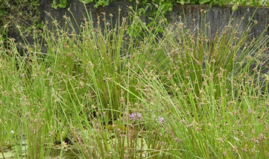 每日一講:中醫(yī)介紹蒲草根清熱利濕的功效! 蒲草根