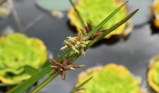 每日一講:中醫(yī)介紹蒲草根清熱利濕的功效! 蒲草根