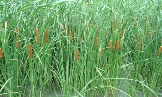 每日一講:中醫(yī)介紹蒲草根清熱利濕的功效! 蒲草根