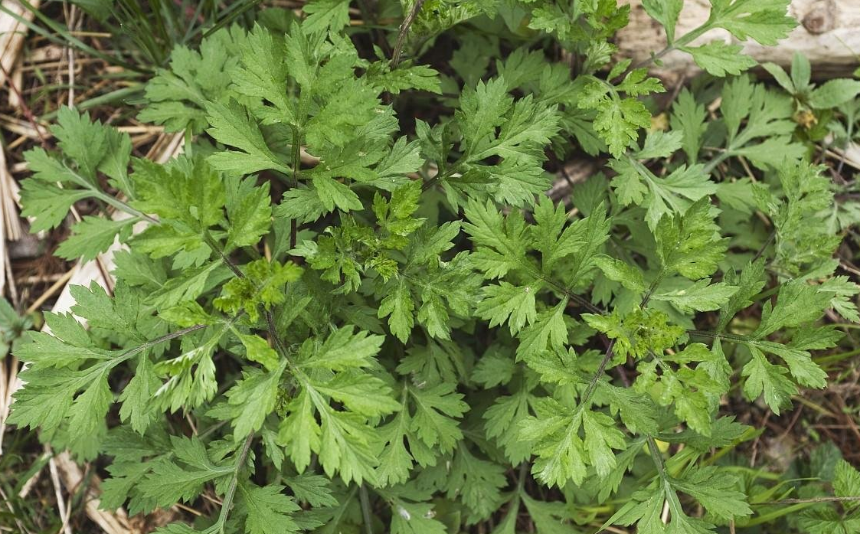 雪山一支蒿的圖片