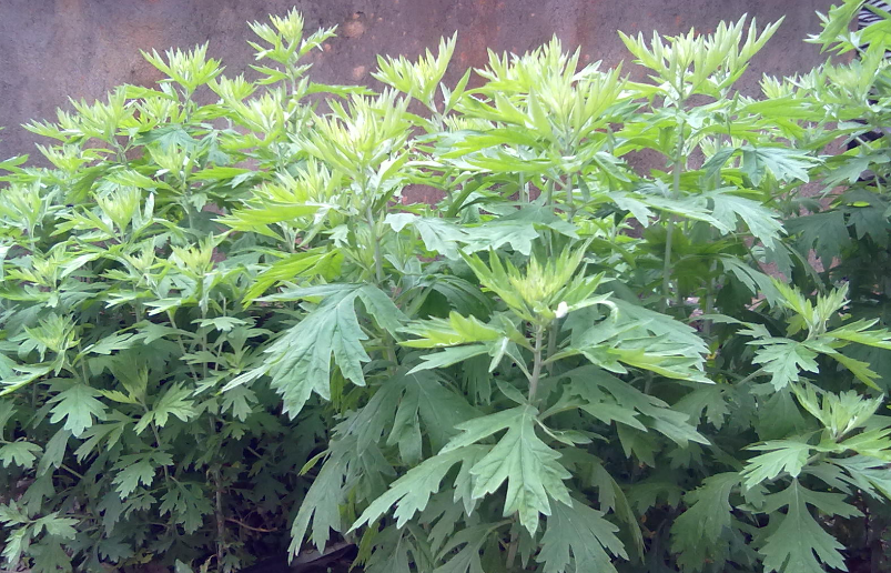 雪山一支蒿的功效與作用