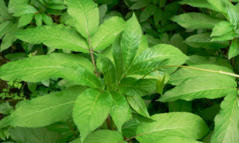 中藥蒴藋消腫作用及其蒴藋的辨別方法! 蒴藋