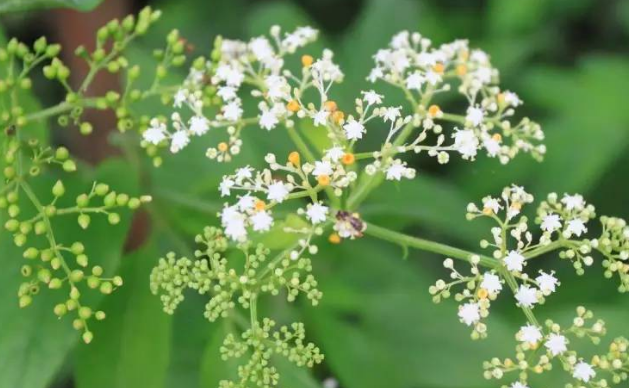 血滿草的形態(tài)特征 血滿草的形態(tài)特征