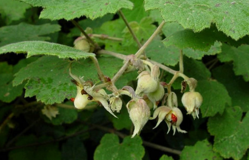 大烏泡的形態(tài)特征 大烏泡的形態(tài)特征