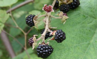 大烏泡的用法 大烏泡的用法