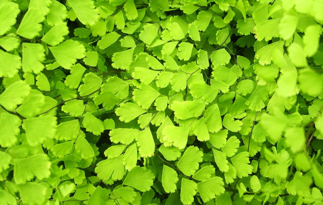 豬鬃草的藥用價值