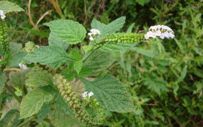 大尾搖的應(yīng)用