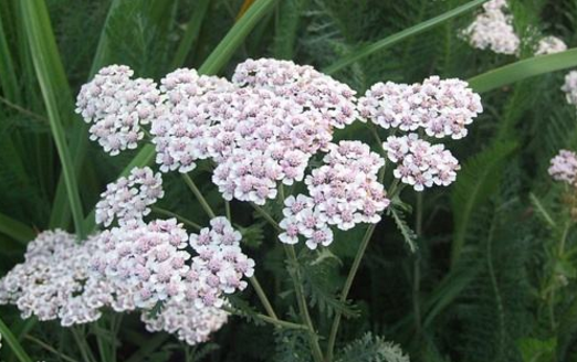 土一枝蒿的應(yīng)用