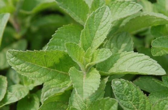 五香草治病附方！