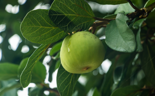 木蓮果的藥用價值