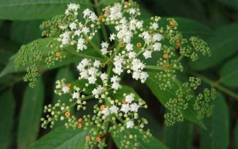 蒴藋湯的配方大全及功能主治! 蒴藋湯的配方組成!