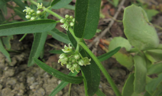 地梢瓜顏色變得深了還能吃嗎?地梢瓜的形態(tài)特征 地梢瓜
