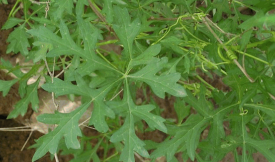 是藥三分毒,中藥雪山一支蒿的常用急救處理方法! 雪山一支蒿
