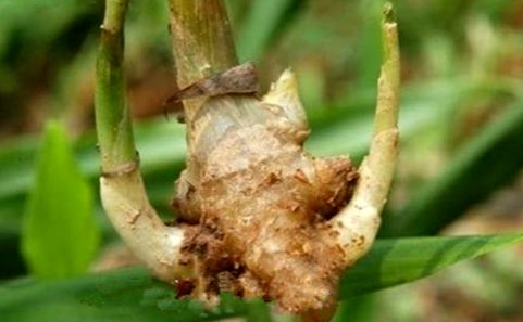 中藥方劑姜汁半夏湯的配方組成及其禁忌人群! 姜汁半夏湯