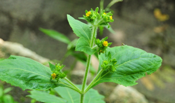 希薟草的用法 希薟草的用法