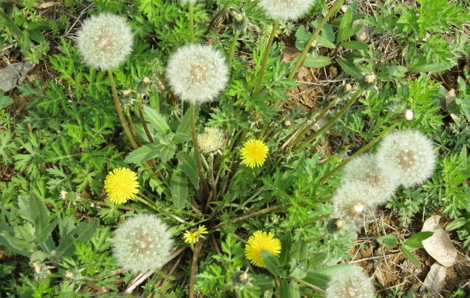 春季清熱解毒的中藥