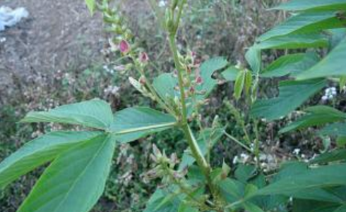 餓螞蝗的藥用價(jià)值