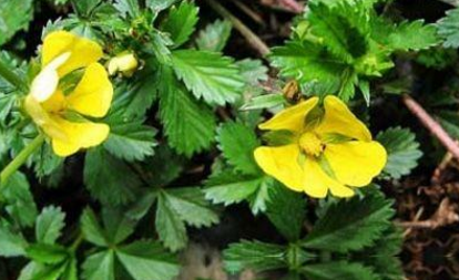 五爪風(fēng)的圖片