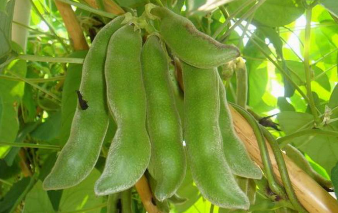 狗爪豆的應(yīng)用 狗爪豆的應(yīng)用